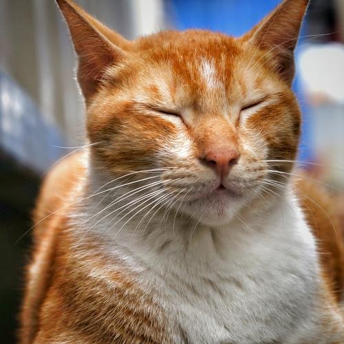Photo #3513426