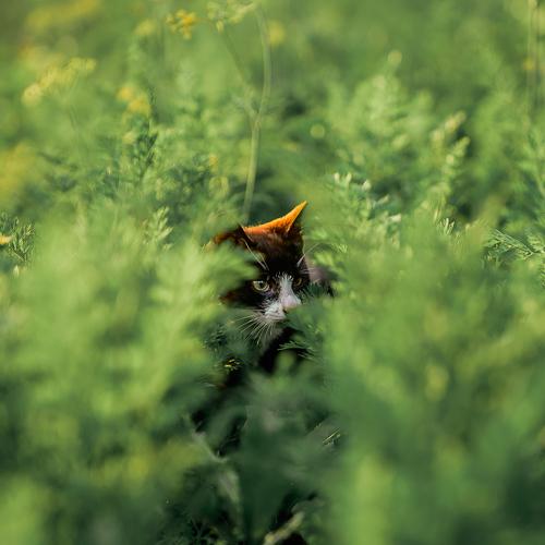 Photo #3513443