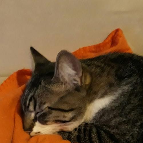 Photo #3515459