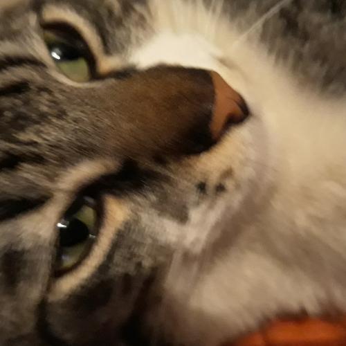 Photo #3515485