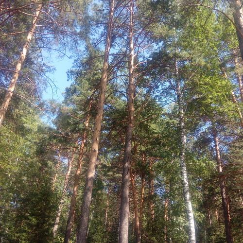 Photo #3517005