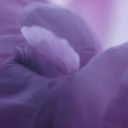 Photo #3517022