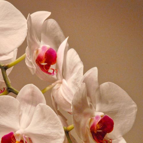 Photo #3518422