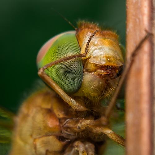 Photo #3519576