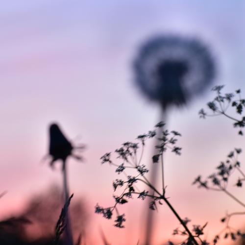 Photo #3520030
