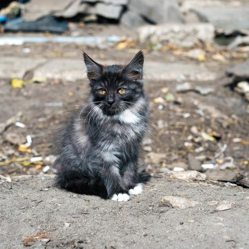 Photo #3520404