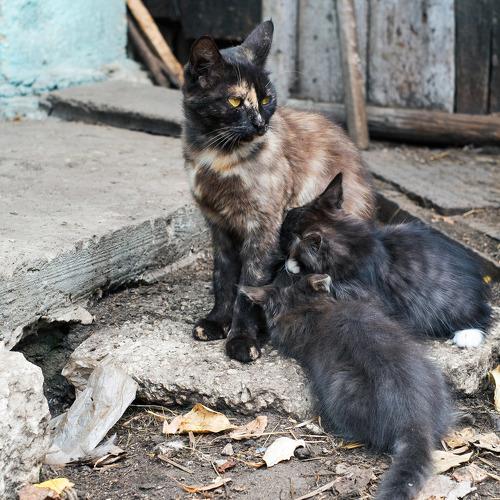 Photo #3520405