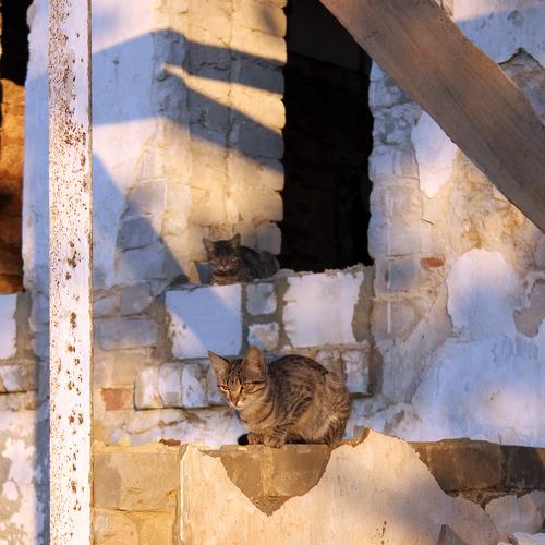 Photo #3520436