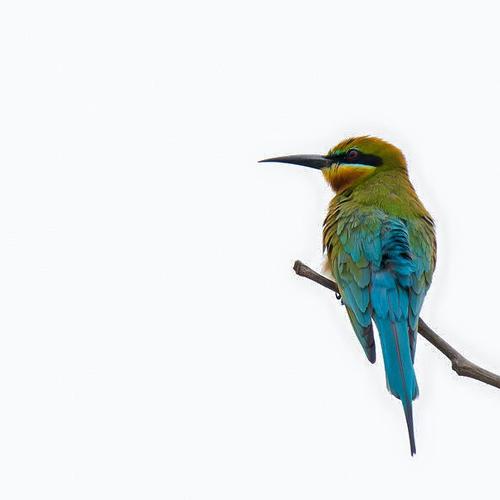 Birds love