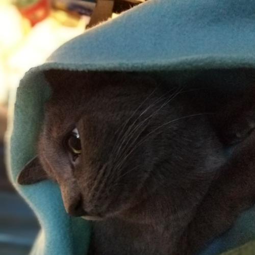 Little Blue Blanky