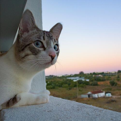 Photo #3522877