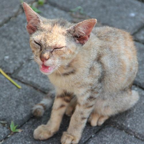 Photo #3523012