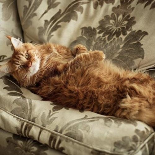 Photo #3523013