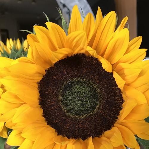 Photo #3523272