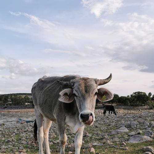Cow