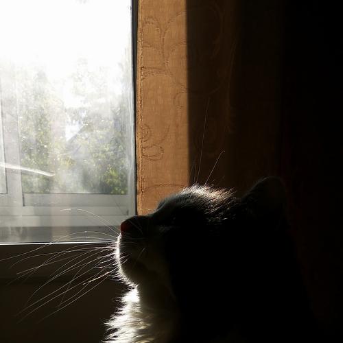 Photo #3524812