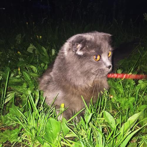 Photo #3525752