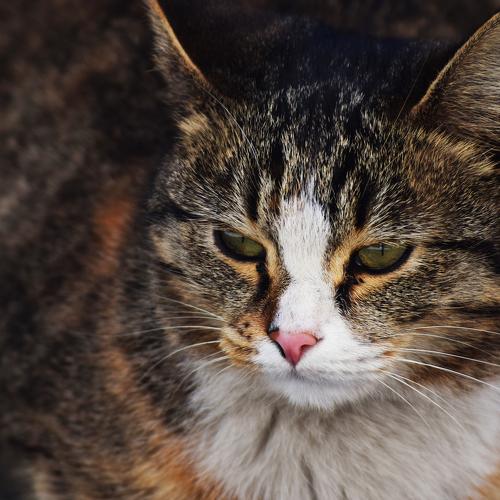 Photo #3526423