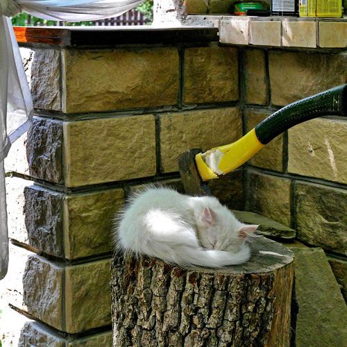 Photo #3526429