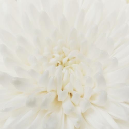 Photo #3527367