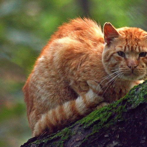 Photo #3527428