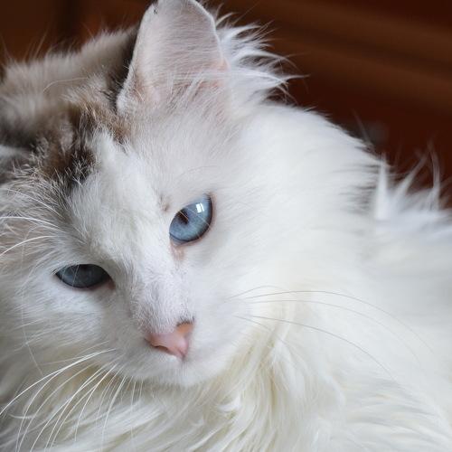 Photo #3527716