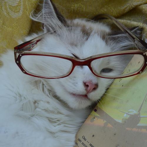 Photo #3527725