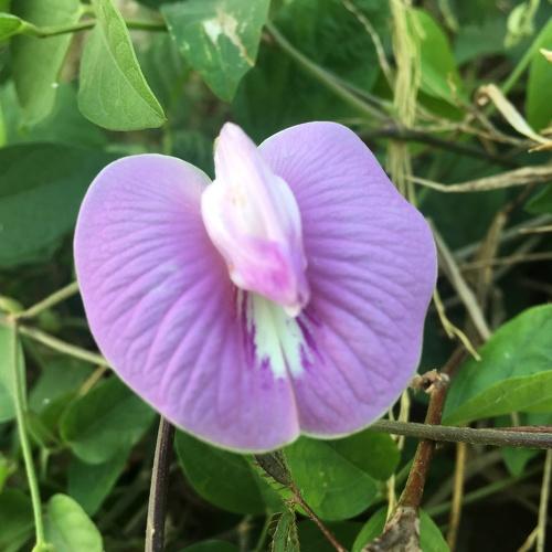 Butterfly Pea