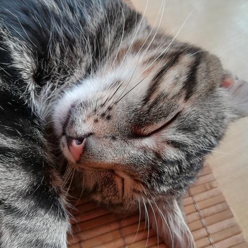 Photo #3528931