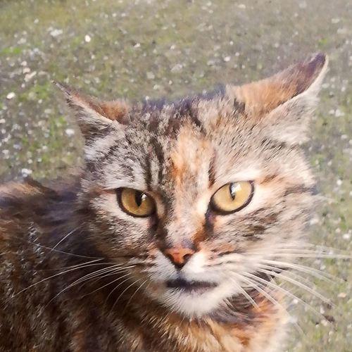Photo #3528935