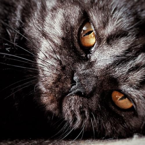 Photo #3529082
