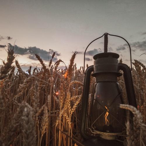 Photo #3529384
