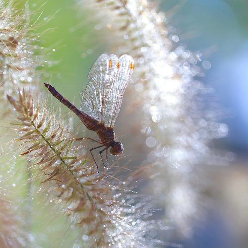 Photo #3529479