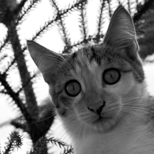 Photo #3530064