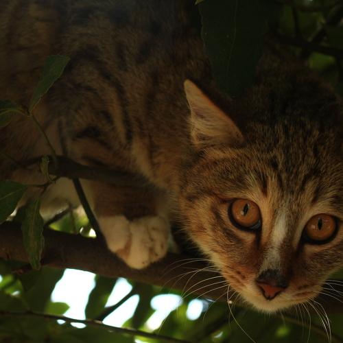 Photo #3530124