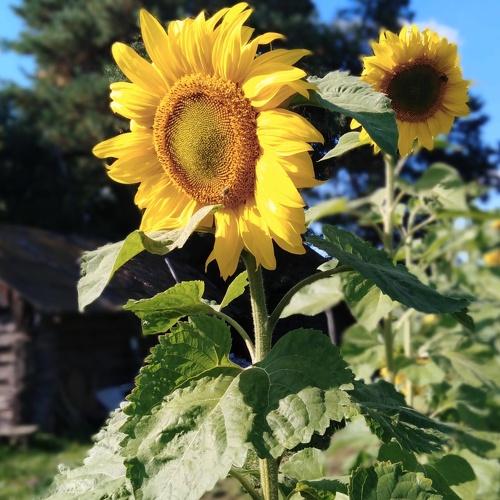 Photo #3531085