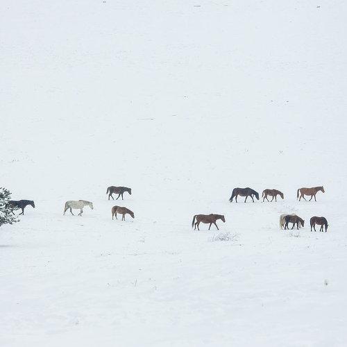 Photo #3531303