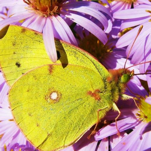 Photo #3533046