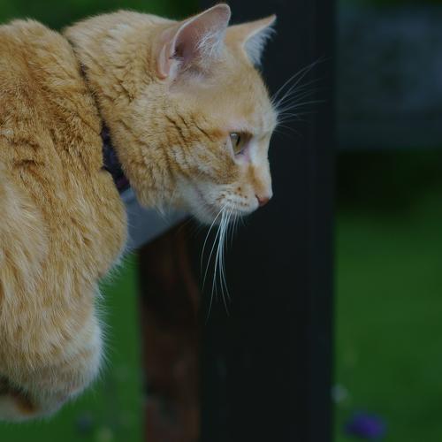 Photo #3536526