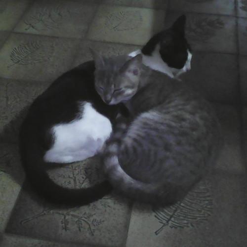 Photo #3536607