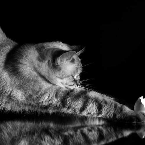 Photo #3537528