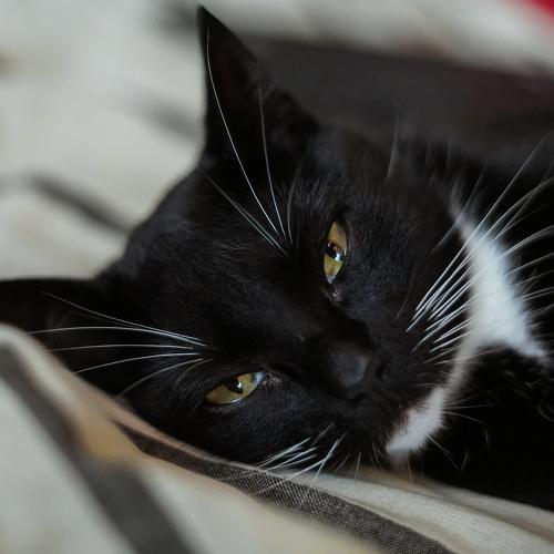 Jack