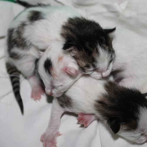 Photo #3539760