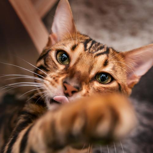 Photo #3540429
