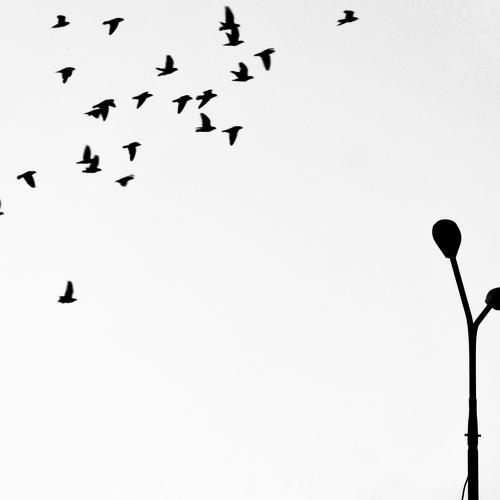 Fly
