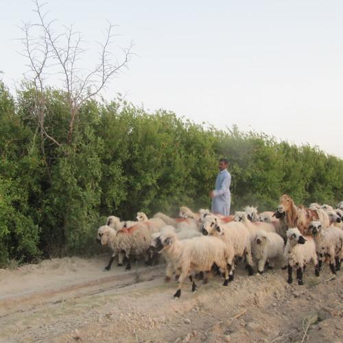 Shepherd