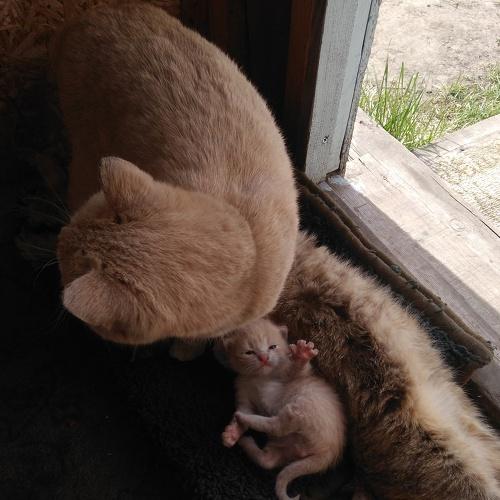 Кошачья семейка