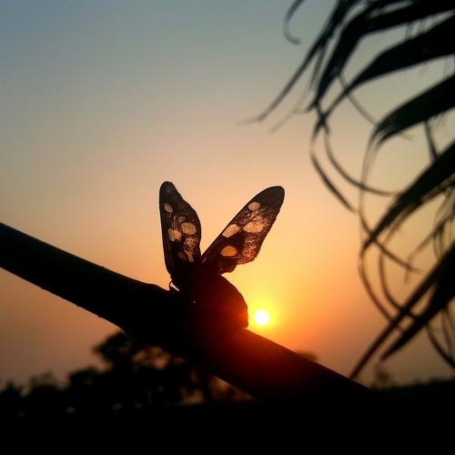 Photo #3541027