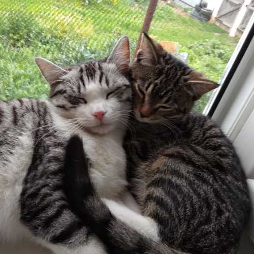 Photo #3541080