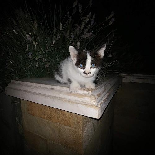 Photo #3541880
